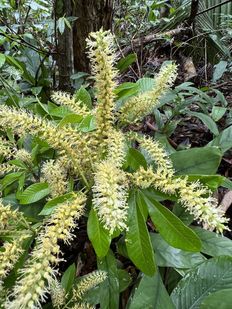 Alseis involuta photo 8