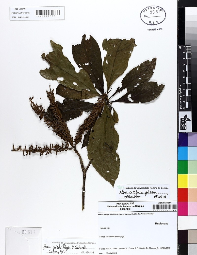 Alseis latifolia