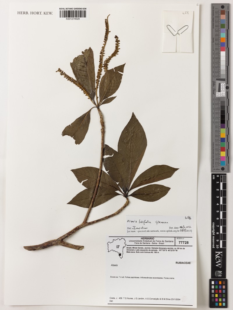 Alseis latifolia photo 2