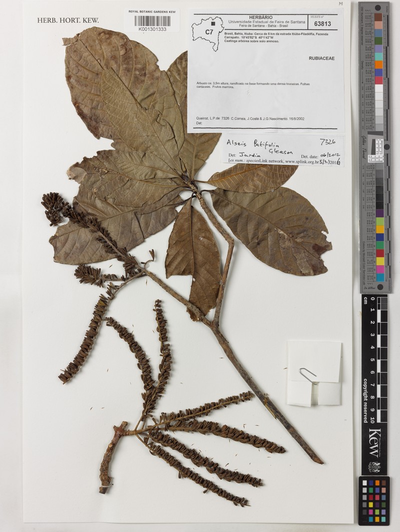 Alseis latifolia photo 3
