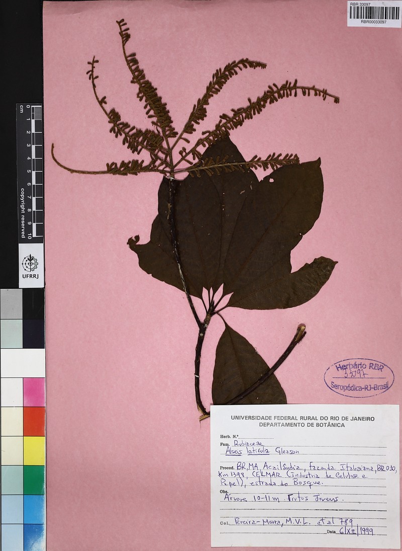 Alseis latifolia photo 4