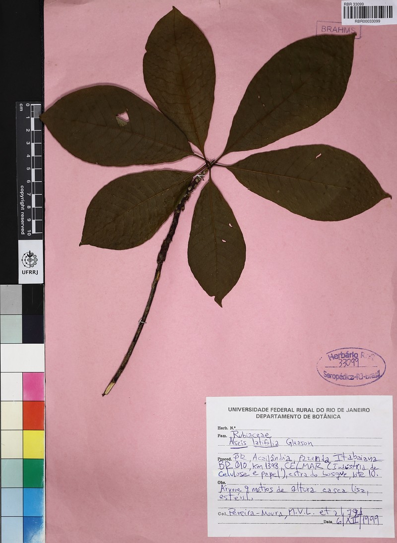 Alseis latifolia photo 5