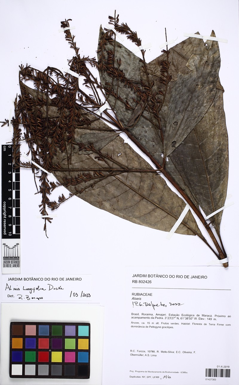 Alseis longifolia