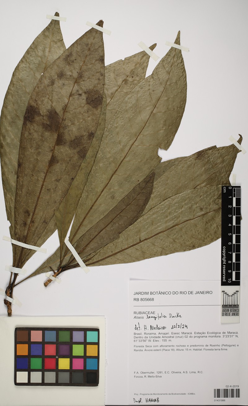 Alseis longifolia photo 2