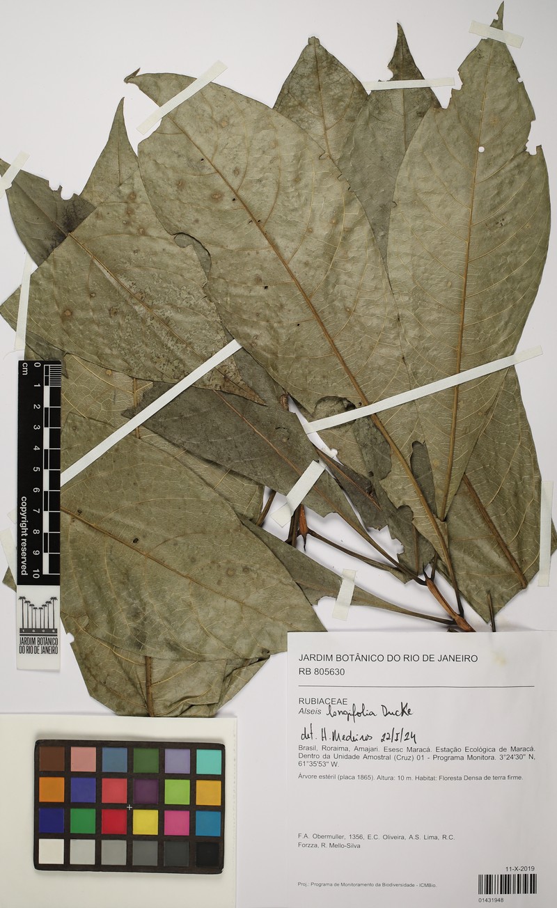 Alseis longifolia photo 3