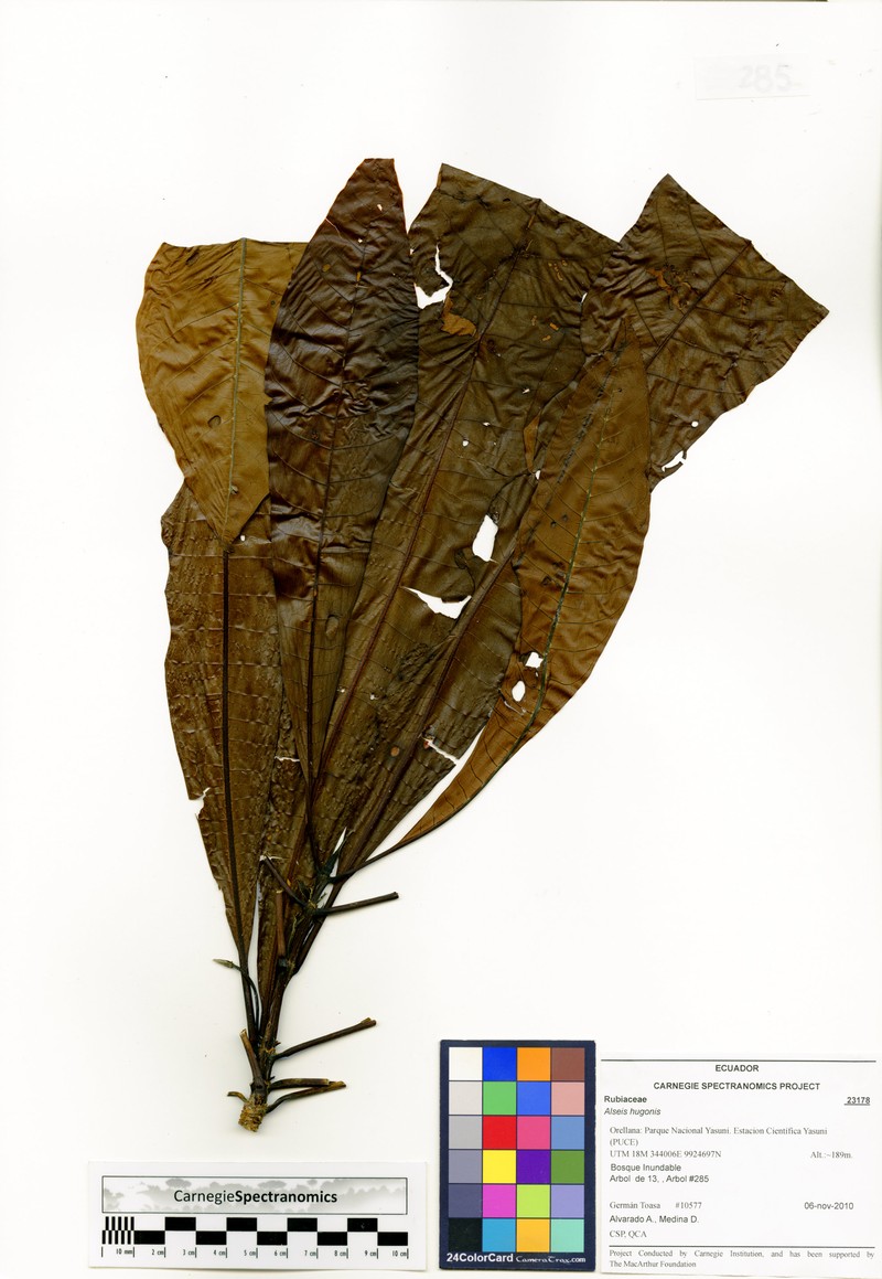 Alseis lugonis