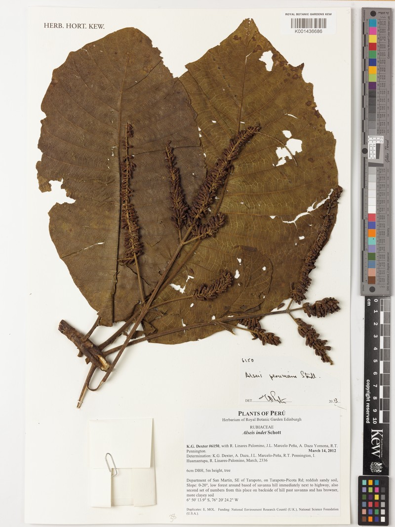 Alseis peruviana