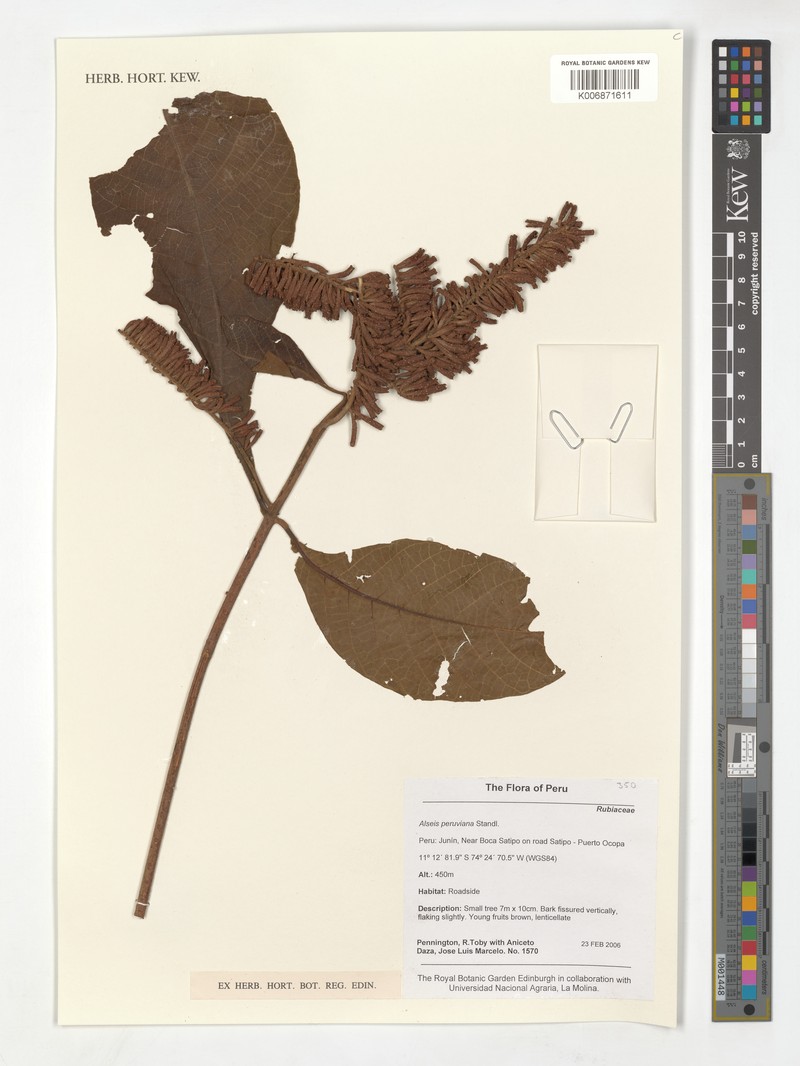 Alseis peruviana photo 2
