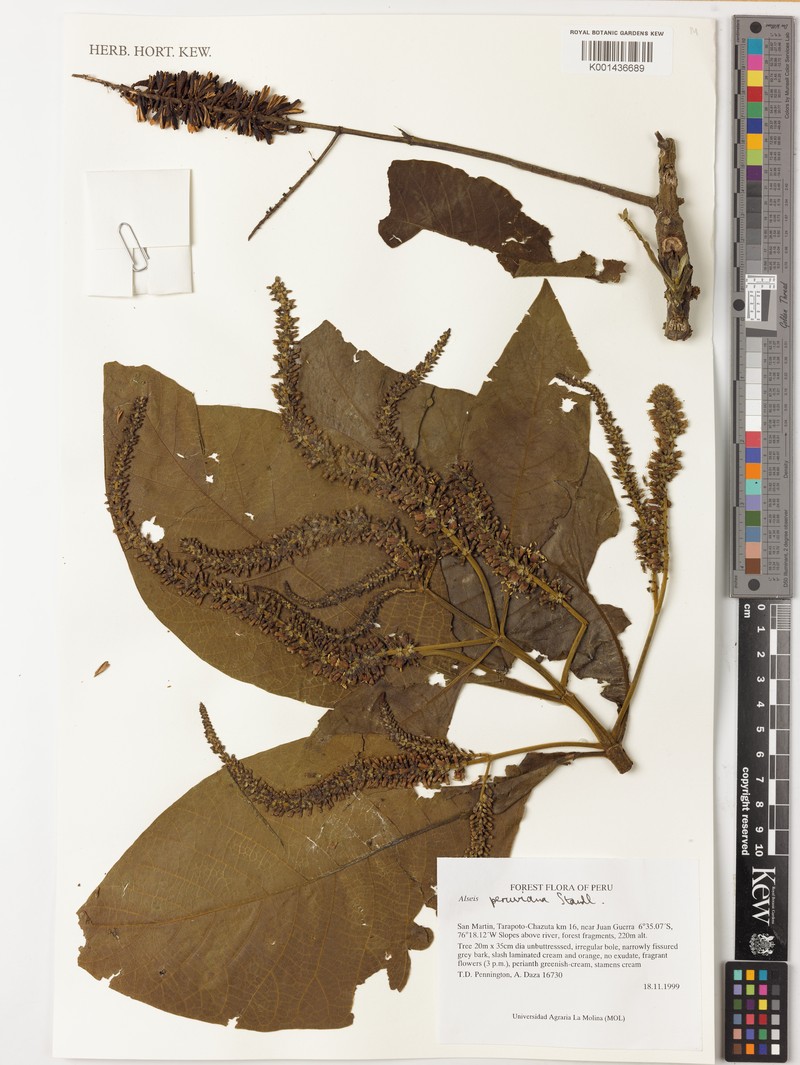 Alseis peruviana photo 3