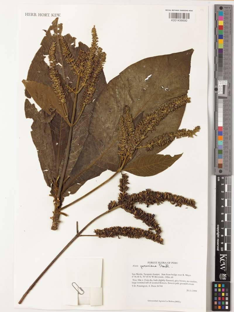 Alseis peruviana photo 4