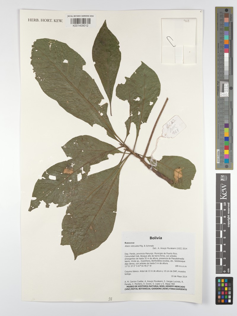 Alseis reticulata