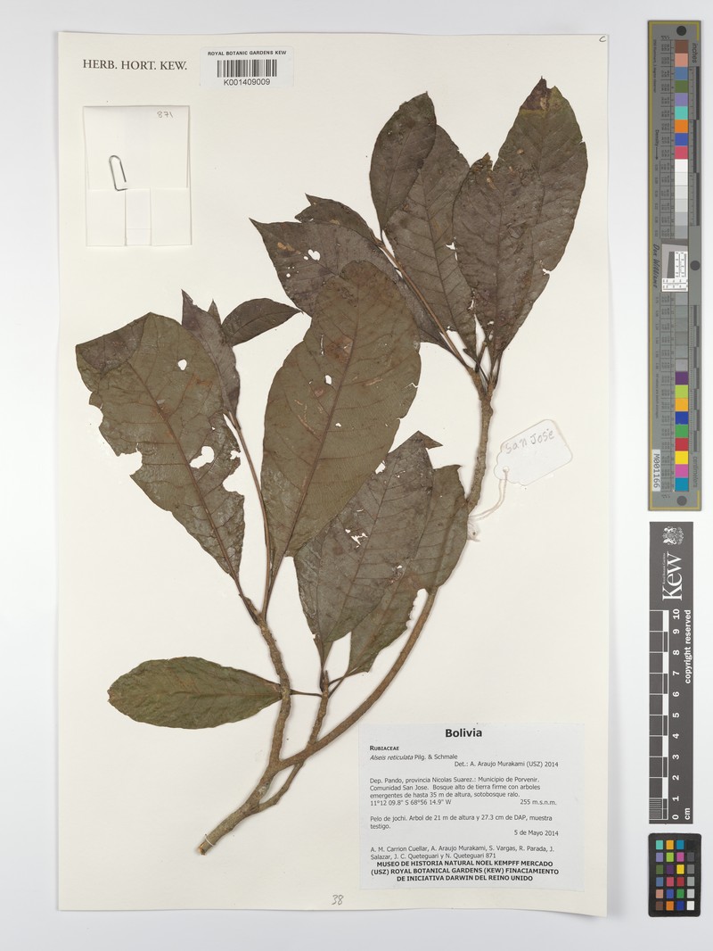 Alseis reticulata photo 2