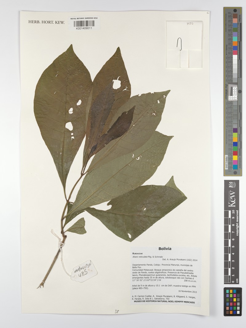 Alseis reticulata photo 3