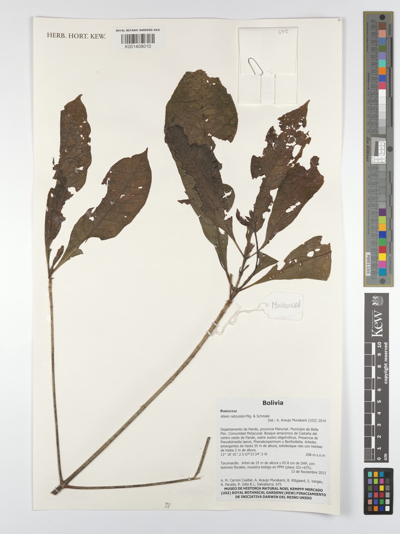 Alseis reticulata photo 4