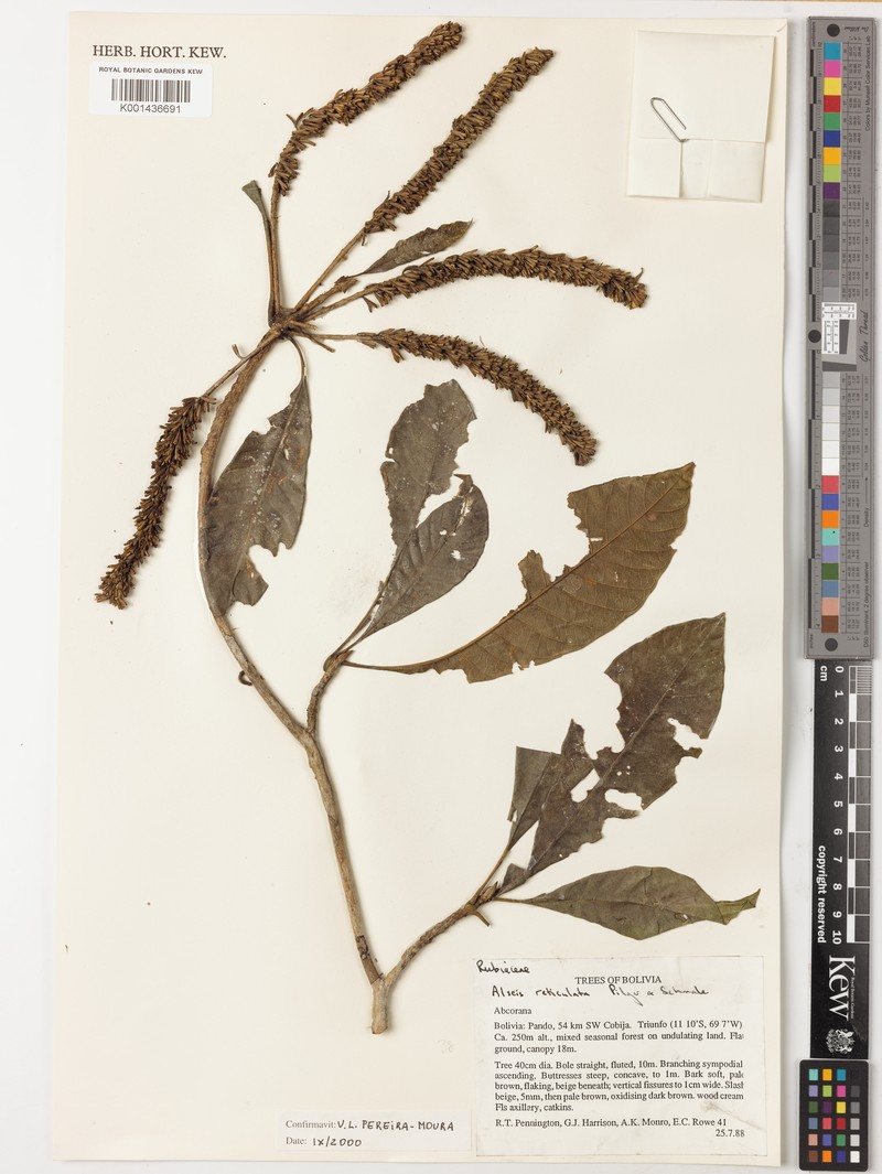 Alseis reticulata photo 5