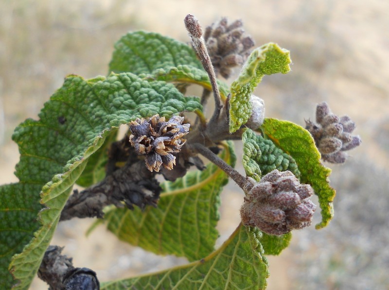 Alseis sertaneja