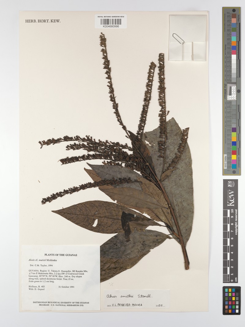 Alseis smithii