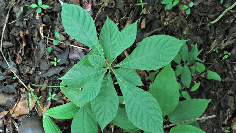 Alseis yucatanensis photo 2