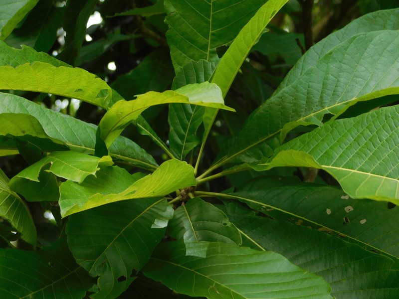 Alseis yucatanensis photo 3