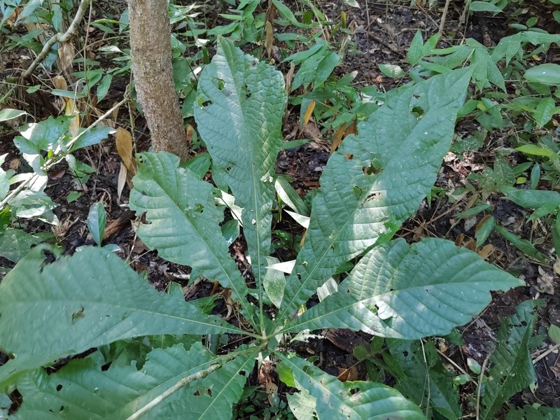 Alseis yucatanensis photo 4