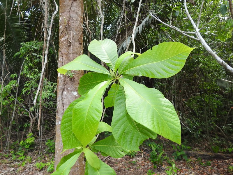 Alseis yucatanensis photo 5