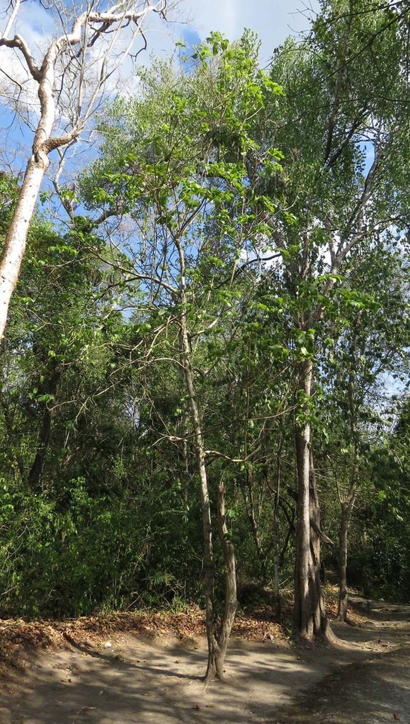 Alseis yucatanensis photo 6
