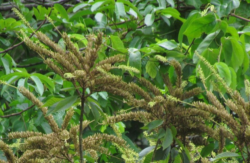 Alseis yucatanensis photo 7