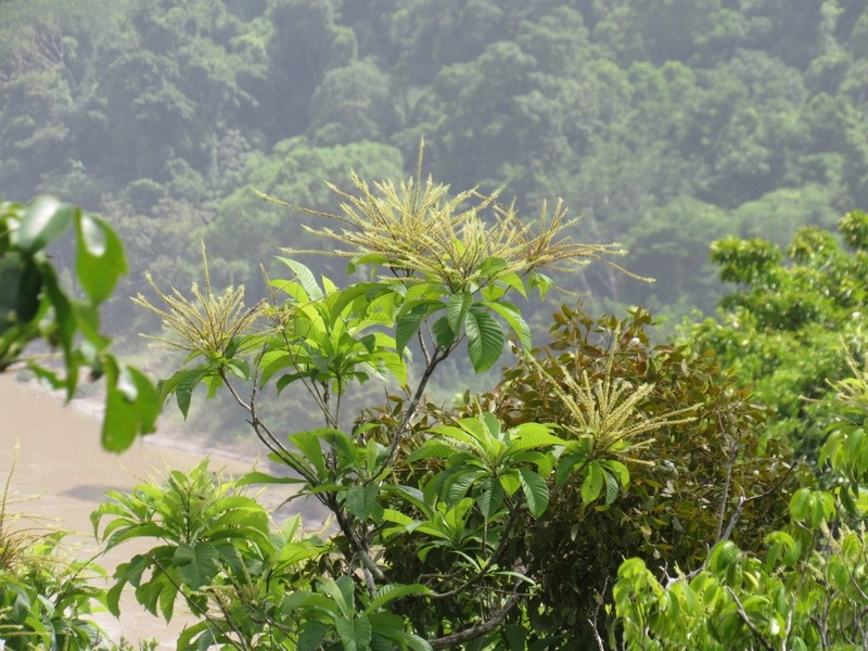 Alseis yucatanensis photo 8