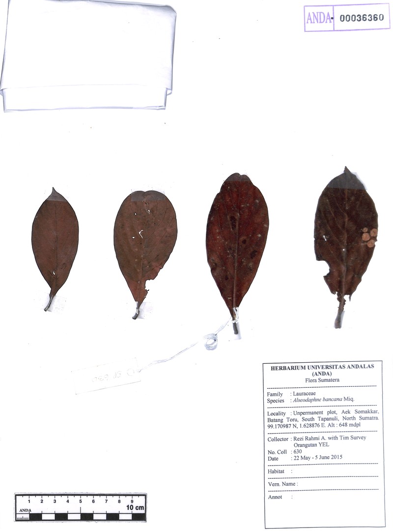 Alseodaphne bancana