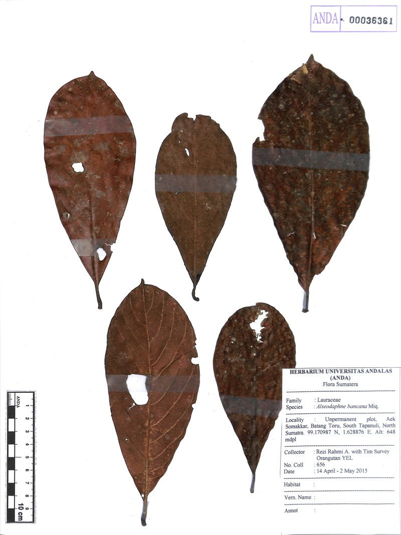 Alseodaphne bancana photo 2