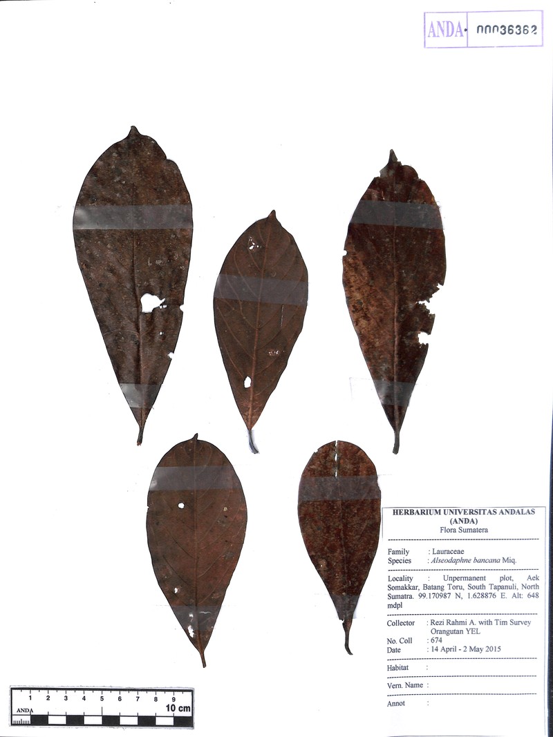 Alseodaphne bancana photo 3
