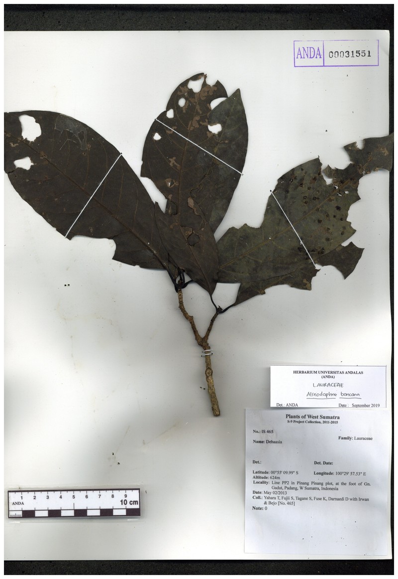 Alseodaphne bancana photo 4