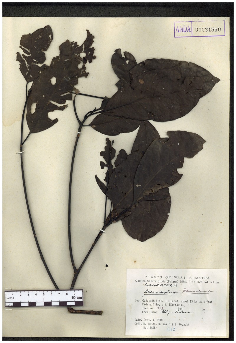 Alseodaphne bancana photo 5