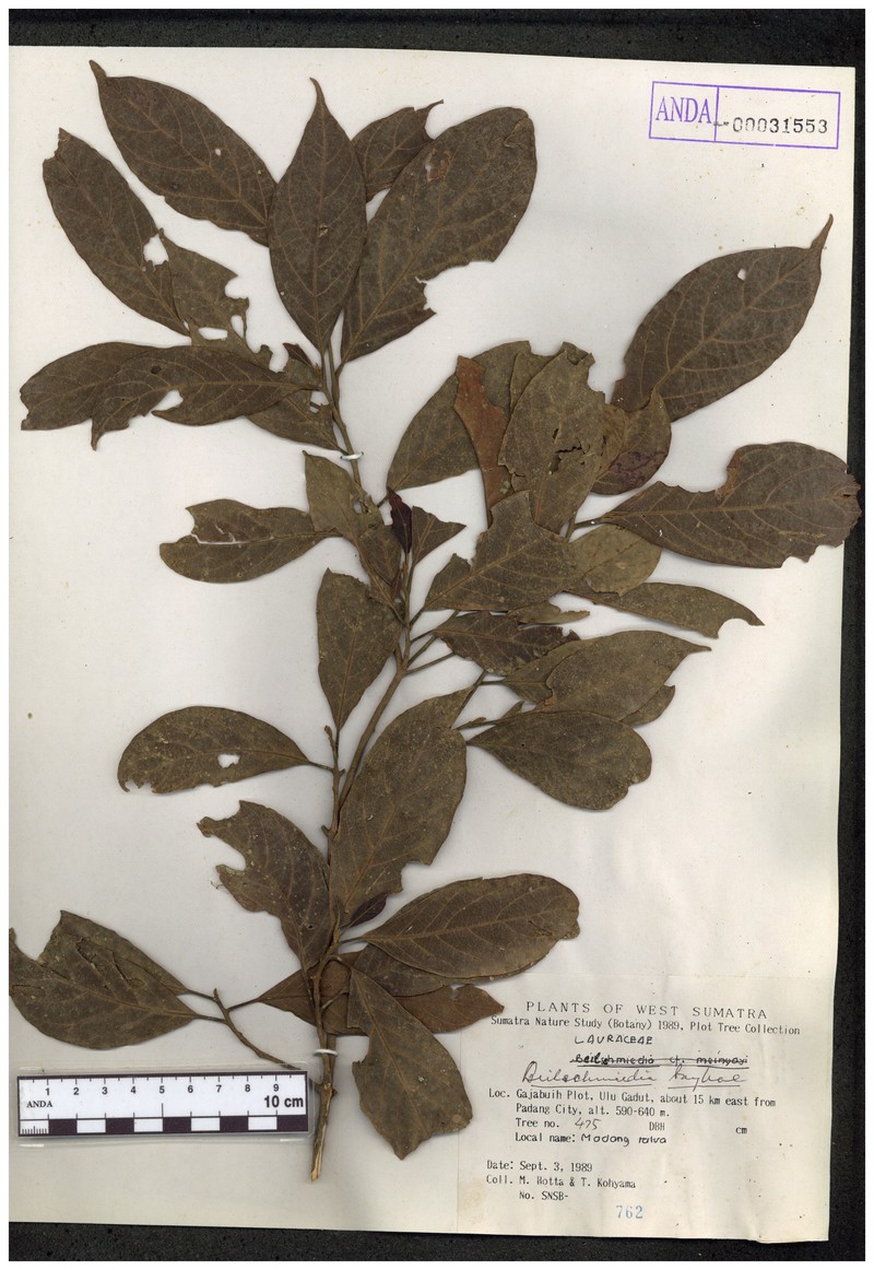 Alseodaphne bancana photo 6