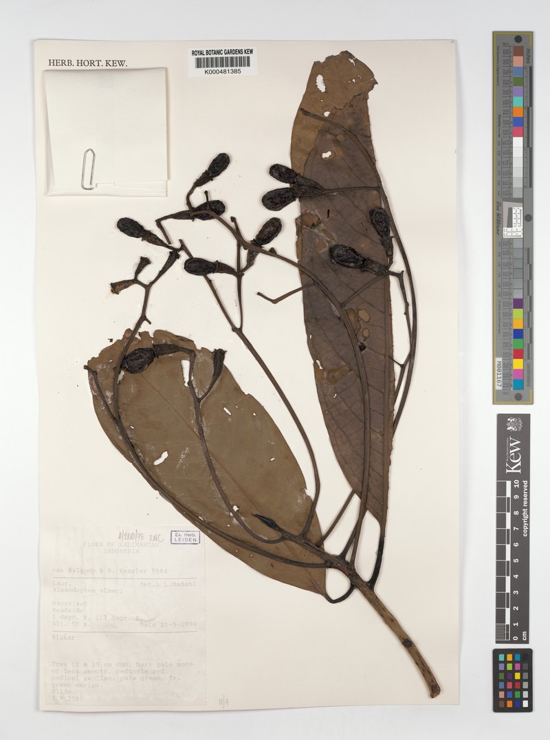 Alseodaphne elmeri