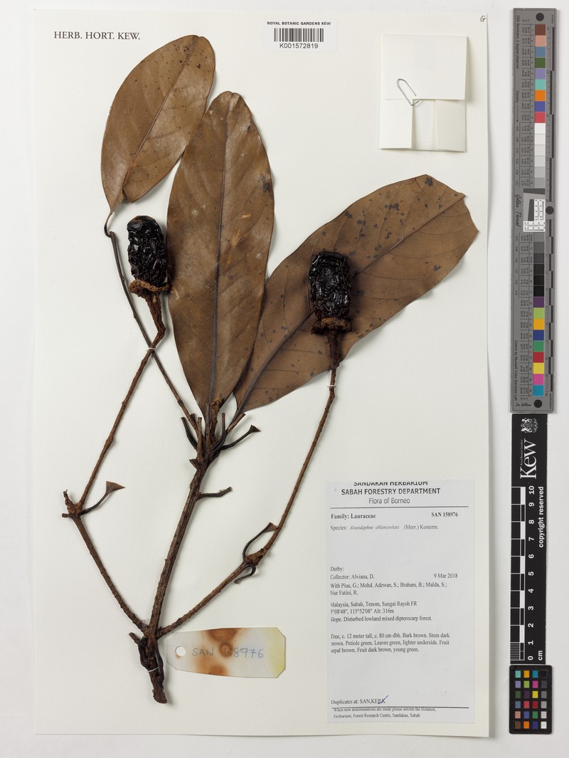 Alseodaphne insignis