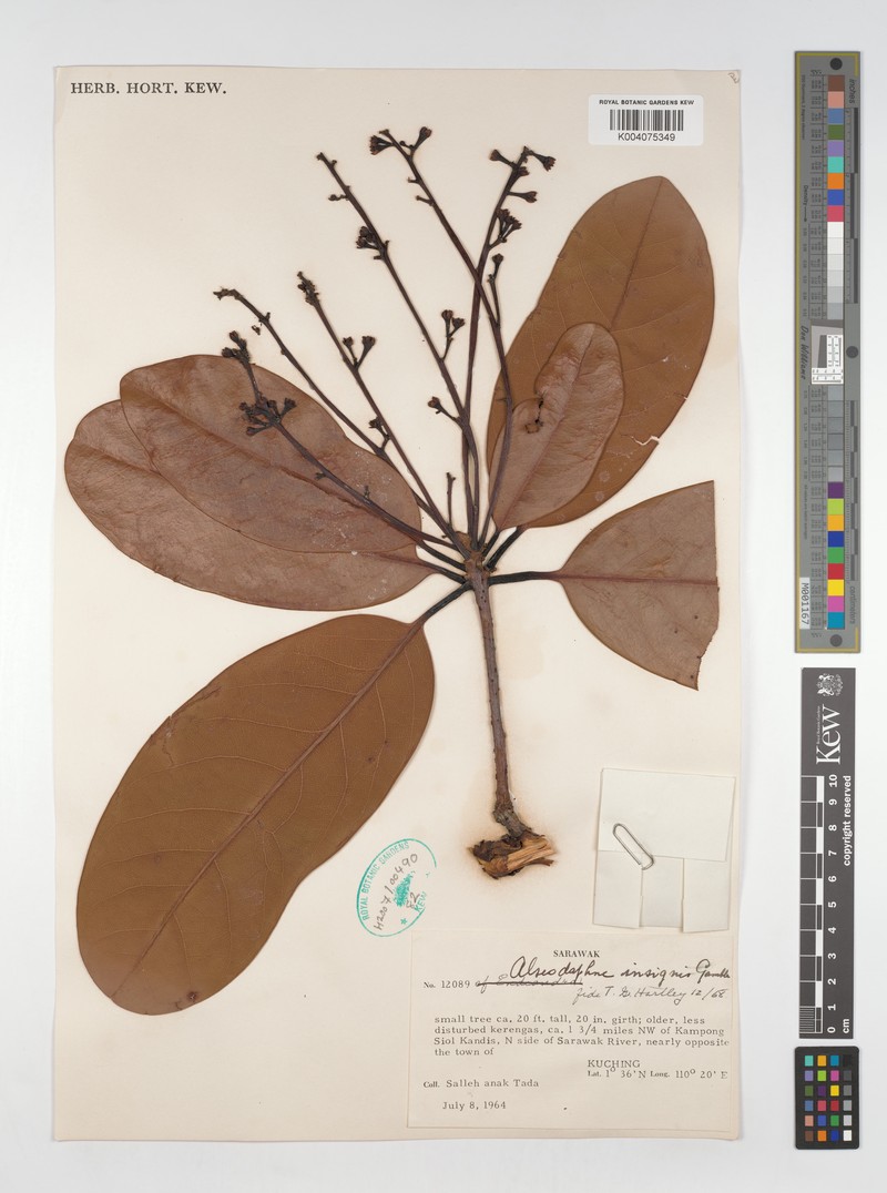 Alseodaphne insignis photo 2