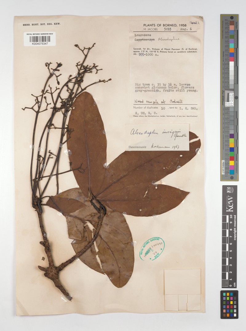 Alseodaphne insignis photo 3