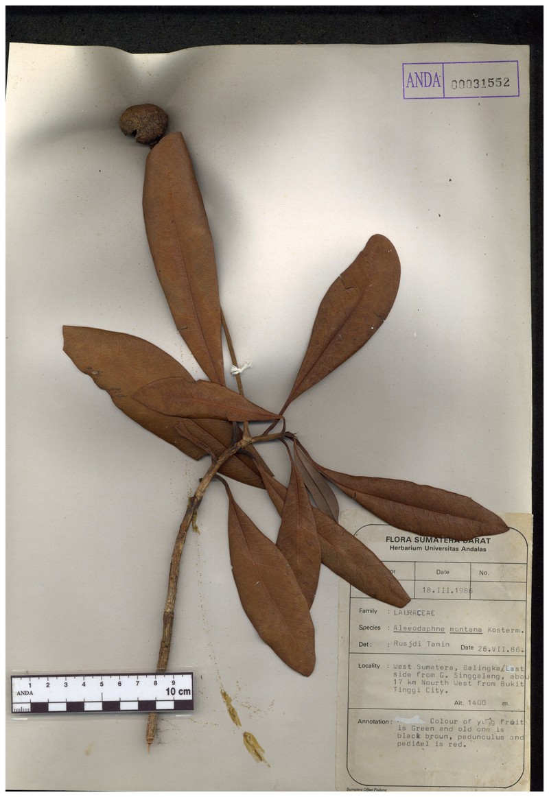 Alseodaphne montana