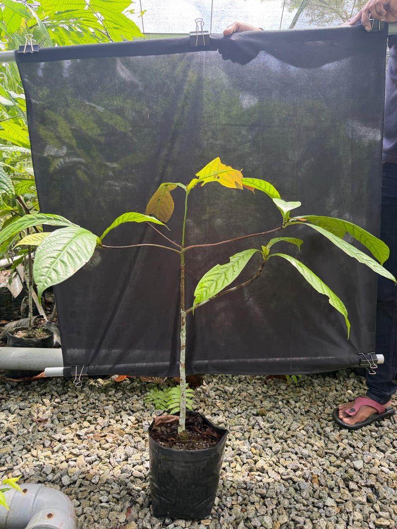 Alseodaphne panduriformis