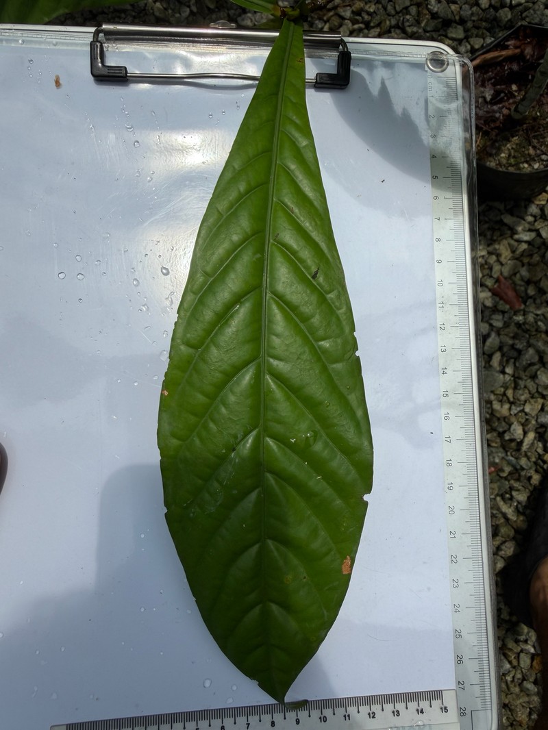 Alseodaphne panduriformis photo 2