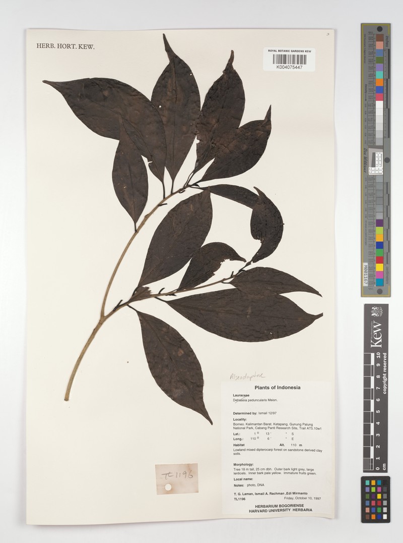 Alseodaphne peduncularis