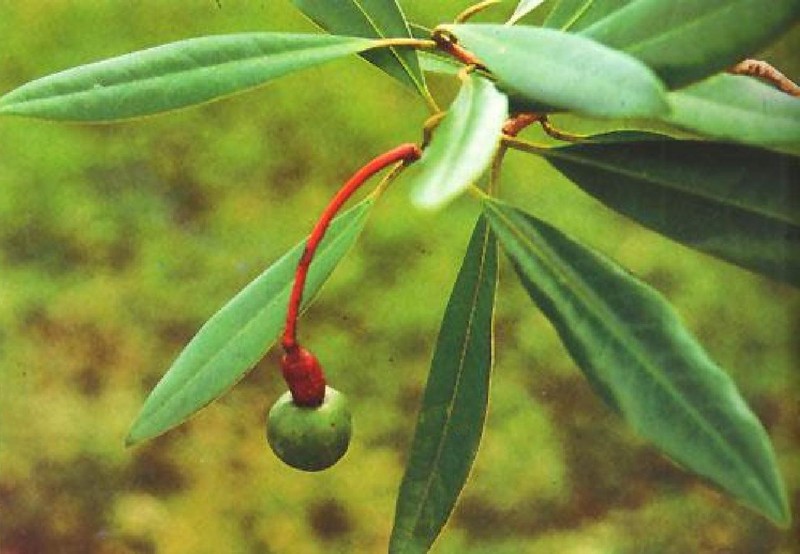 Alseodaphne perakensis