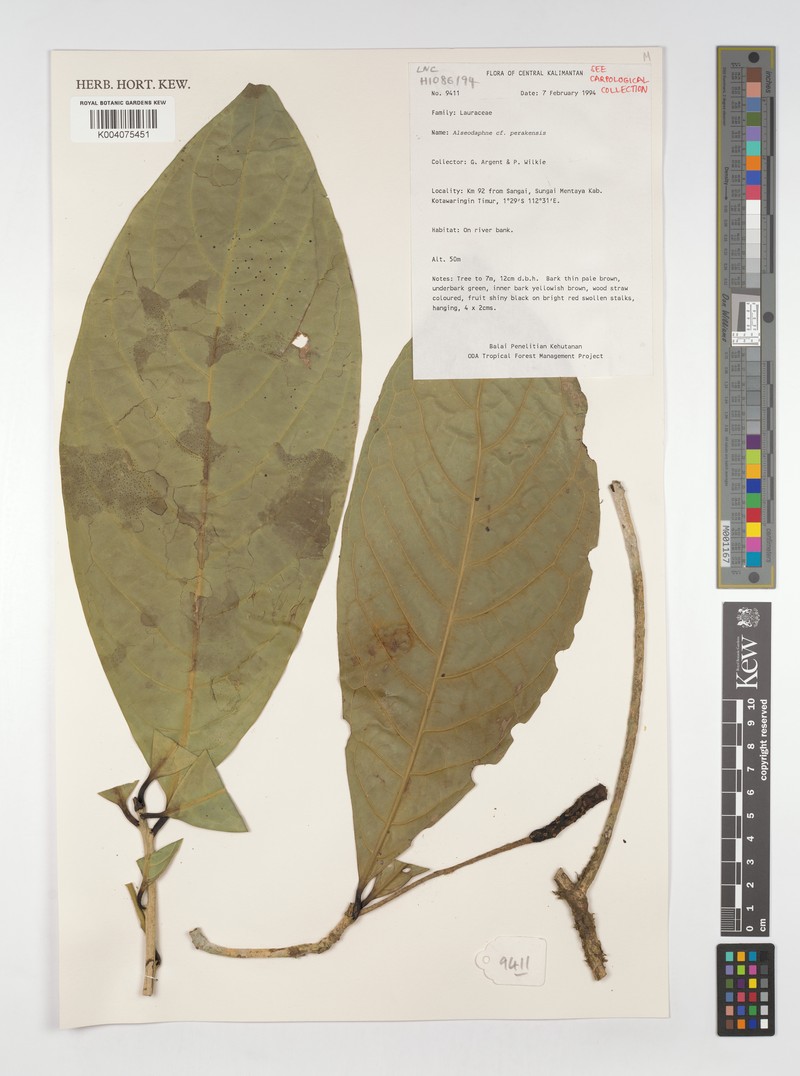 Alseodaphne perakensis photo 2