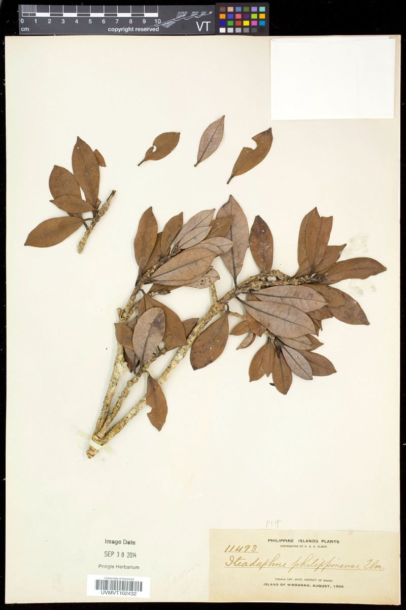 Alseodaphne philippinensis