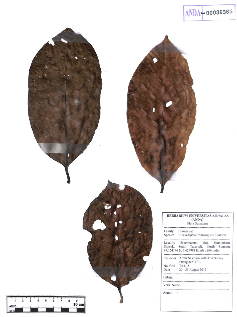 Alseodaphne rubrolignea