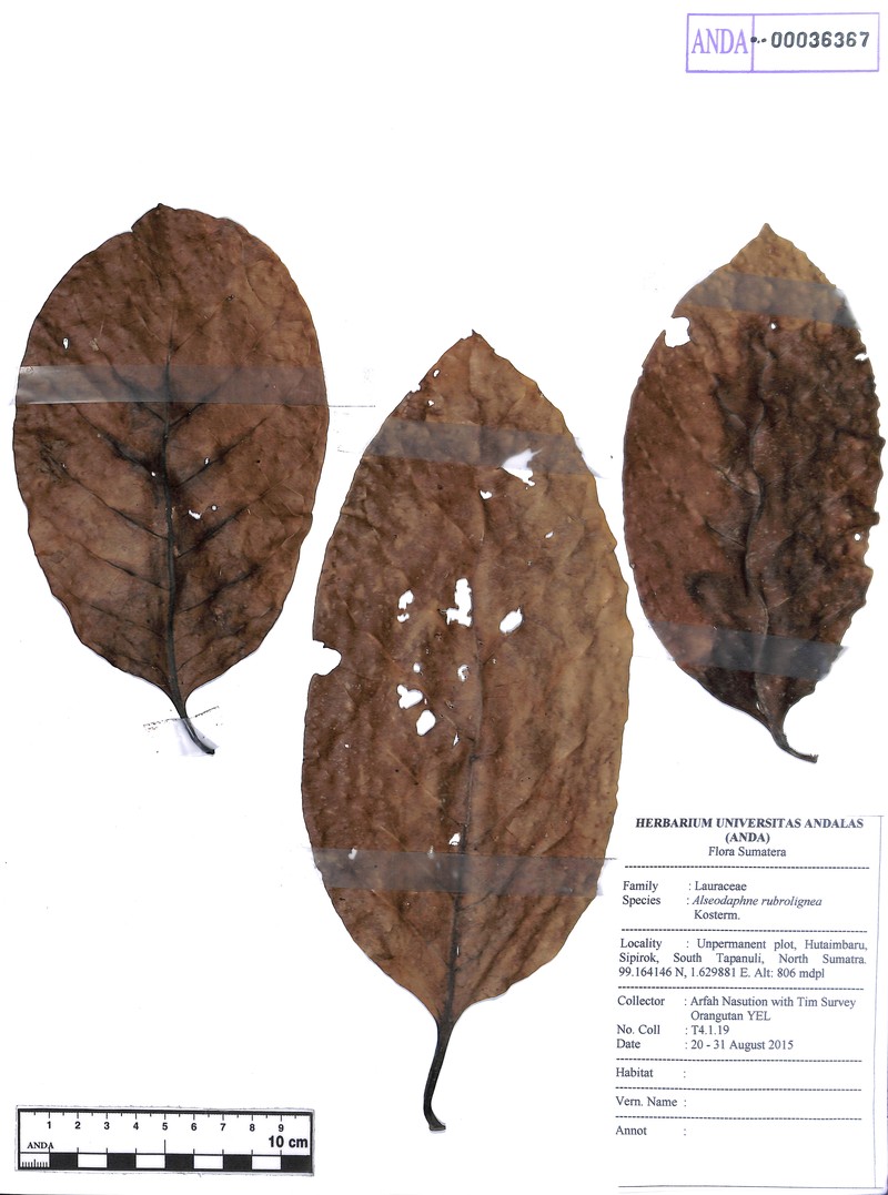 Alseodaphne rubrolignea photo 2