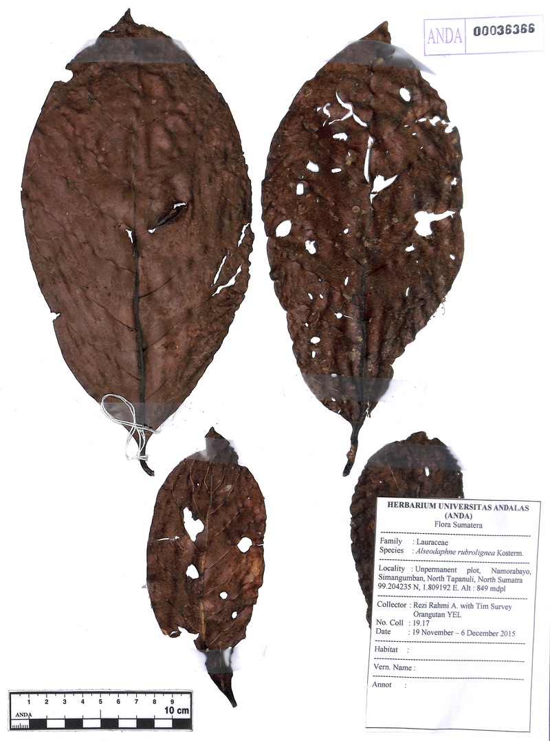 Alseodaphne rubrolignea photo 3