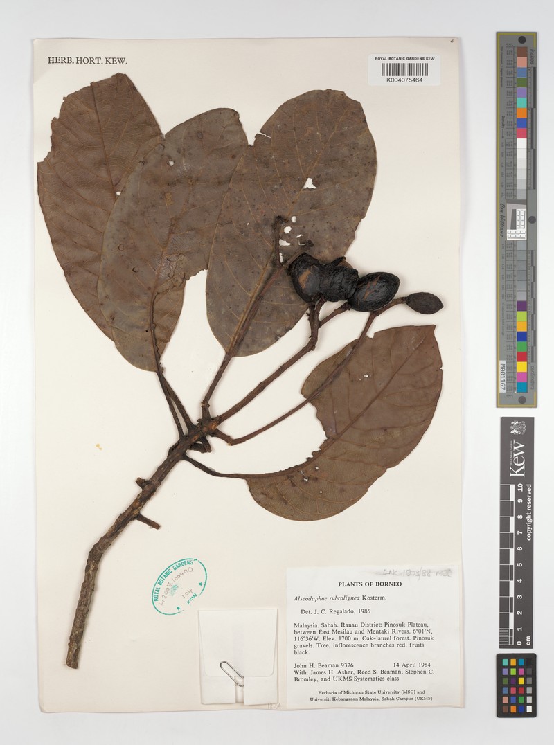 Alseodaphne rubrolignea photo 4
