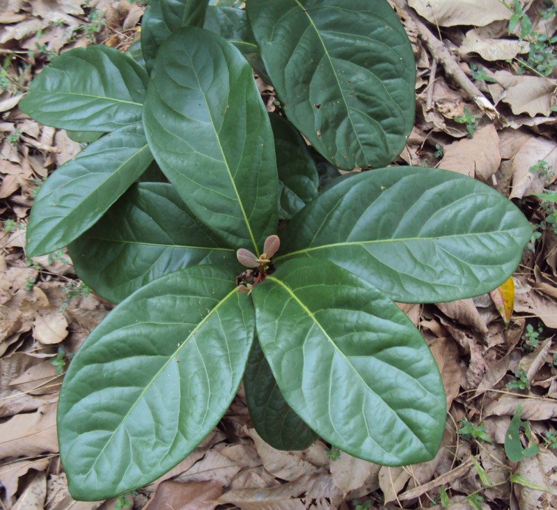 Alseodaphne semecarpifolia